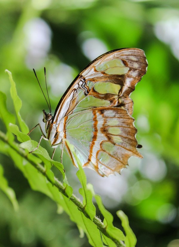 Éveillez vos sens : recette incontournable des rouleaux de printemps au poulet avec une délicieuse sauce cacahuète maison !